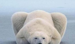 娱乐吃瓜酱北极熊,吃瓜酱视角下的极地风情